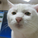 Image for article titled Here Are Japan's Silly Internet Pictures